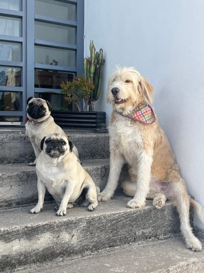 Two dogs rest on stone steps. One is a tan-colored, medium-sized dog wearing a plaid bandana. The other two are light-colored pugs. The tan dog lies near the top of the steps. The pugs are on a lower step. A potted cactus plant sits next to a window with a blue frame.