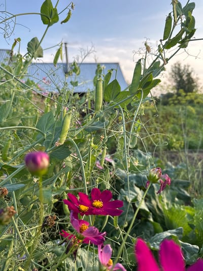 In the foreground, vibrant magenta cosmos flowers bloom amidst the lush green foliage of a pea plant. The pea plant displays several green pods, some ripe and ready for harvest. In the background, the roof of a building is visible, partially obscured by the vegetation. The sky above is a clear, pale blue with a few wispy clouds. The overall scene suggests a tranquil garden setting in the village of Sredneye Kechevo, Russia, likely during the daytime.