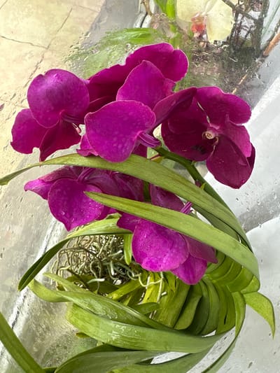 The image displays a close-up of a bouquet of vibrant fuchsia orchids, partially enclosed by their own green leaves and exposed roots. The orchids are wet, with visible water droplets on their petals and leaves, suggesting they have been recently watered or misted. The bouquet is placed inside a clear, transparent container, possibly a glass vase, which is also covered in water droplets on its exterior surface. In the background, a blurred image shows what appears to be a textured surface, possibly a tiled floor or wall, and hints of other floral elements, including a pale yellow orchid. The lighting is bright, highlighting the rich colors and textures of the flowers. The scene is indoors, with no discernible elements to pinpoint its location within the city of Paltiškiai, Lithuania.