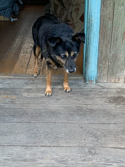 A medium-sized, mixed-breed dog with black and tan fur stands on a weathered wooden porch, partially framed by a blue door. The dog appears to be aging, with grey fur around its muzzle and eyes. Its paws are visible on the rough, planked surface of the porch. In the background, through the open doorway, a patterned textile is visible, suggesting an indoor space. The overall scene evokes a sense of a rural or suburban setting, potentially in Belogorsk, Russia, given the context. The lighting suggests it is daytime.