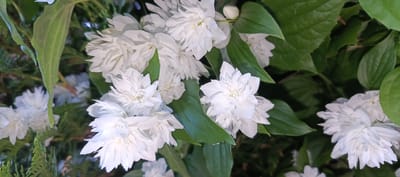 The image shows a close-up view of a bush with white, double-flowered blossoms and green leaves. The flowers are densely packed with multiple layers of petals, giving them a ruffled appearance. Some buds are also visible. The foliage is lush and green, with some darker, needle-like branches visible in the background, suggesting a mix of plant types. The lighting appears natural, with some shadows indicating an outdoor setting. The image does not contain any information that would allow for the identification of a specific location within Merchalovo, Russia, nor does it depict any people or actions.