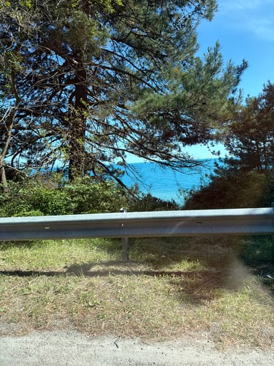 The image shows a view of the sea through trees, with a metal guardrail in the foreground. The scene appears to be on a sunny day, with a clear blue sky. The vegetation is lush and green, suggesting a temperate climate. The location is identified as Sosnovy, Russia, which is likely a coastal town given the presence of the sea. There are no people or animals visible in the image, and no actions or interactions are depicted. The image is a static representation of a natural landscape.