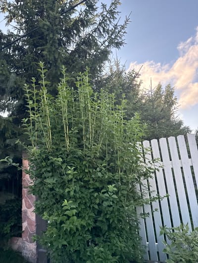 The image captures an outdoor scene in Yukki, Russia, featuring a lush green bush with tall, slender stalks in the foreground. Behind the bush, a white picket fence runs horizontally across the frame. The background is dominated by tall evergreen trees, possibly spruce or fir, with some branches reaching towards a pale blue sky with scattered clouds. The lighting suggests it is either early morning or late afternoon, with soft sunlight illuminating the clouds and parts of the foliage. To the left of the bush, a section of a stone wall is visible, constructed with irregularly shaped, pinkish-brown stones. There are no people or animals present in the image.