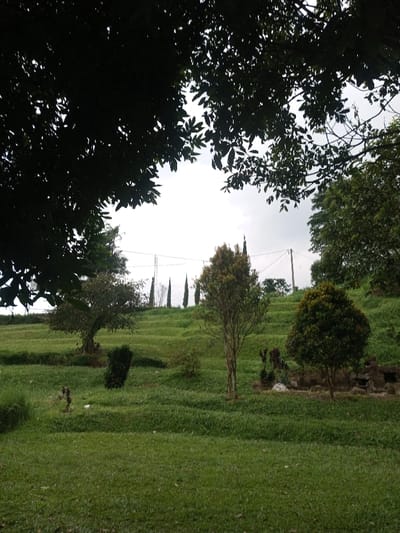 A lush green lawn stretches uphill under an overcast sky. Several trees and bushes dot the landscape, including a thin tree in the center and a round bush to its right. Tall, narrow trees ascend on the horizon, intersected by power lines and poles. Dark foliage frames the top of the scene, contrasting with the brightness of the sky. The lawn appears meticulously mowed, with subtle ridges suggesting tiered layers.
