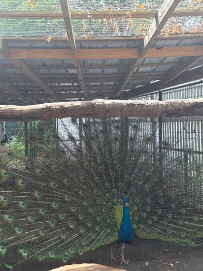 The image shows a peacock with its tail feathers fully extended in a display. It is standing on the ground in a fenced-in enclosure in the city of Goose Creek, South Carolina. The enclosure has a wooden roof, which is partially obscured by a tree branch in the foreground. The peacock's tail feathers are a vibrant green and blue, with iridescent ocelli (eye-like spots) scattered throughout. Its head is turned to the side, and its beak is closed. The ground beneath the peacock is covered in dirt and leaves. There are no other animals or people in the image. The location of the image is a fenced-in enclosure at a zoo or wildlife park in Goose Creek, South Carolina.