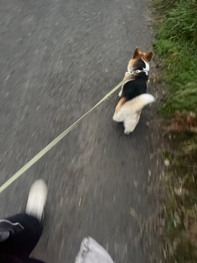 The image depicts a first-person perspective of a person walking a dog on a leash along a paved path in Callbach, Germany. A tri-color dog, appearing to be a Corgi or similar breed with black, tan, and white fur and a fluffy white tail, is seen from behind, walking ahead and slightly to the right of the viewer. The dog wears a light-colored collar and harness, connected to a light-green leash that extends towards the lower left foreground. The person's lower legs and feet are visible in the bottom left, wearing dark pants and white sneakers. Both the person and the dog are in motion, indicated by blurring. To the right of the dark grey, possibly asphalt, path, there is a narrow strip of green grass and some brown ground cover. The overall lighting is subdued.