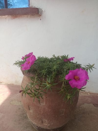 An outdoor, slightly rotated, eye-level shot captures a vibrant potted plant against a light-colored wall. The main subject is a low-growing plant with numerous small, fleshy green leaves and several prominent, bright fuchsia-pink flowers with yellow-orange centers. The plant is contained within a round, rustic-looking terracotta or clay pot, which is reddish-brown and shows signs of wear, suggesting age or outdoor exposure.
The background primarily consists of a pale, off-white wall with a textured surface, possibly stucco or whitewashed. On the far left, a portion of a wooden window frame is visible, featuring a dark brown finish and containing glass that appears blue, possibly from reflections or tint. The area beneath and to the right of the pot shows an earthy or concrete ground surface, which blends into the pot's color palette.
The scene is brightly lit by natural daylight, casting soft shadows and highlighting the vivid colors of the flowers. No people or animals are present, and no specific activity is taking place; it's a static display of a plant in its environment. There is no visible text in the image. The setting, with its simple wall, clay pot, and plant often found in warm climates, is consistent with a rural or semi-urban outdoor space in Manda-Shivanga ward, Kenya.