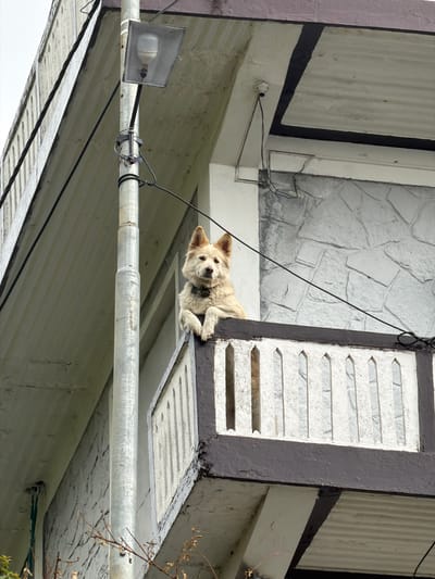 In Ghandruk, Nepal, a cream-colored dog with pointed ears and a dark collar featuring a bell-like tag is positioned on a building's balcony. The dog's front paws rest on the dark brown top rail of the white-spindled balcony, and its gaze is directed forward. The building facade behind the dog features a light grey, textured stone-block appearance, transitioning to a smoother, lighter concrete finish above. To the left of the balcony, a galvanized metal utility pole stands vertically, supporting a caged streetlamp with an exposed LED bulb. Black electrical wires are strung from the pole, crossing horizontally, with some connected to the building, including an exposed bulb socket visible under an upper eave. The sky is overcast, and sparse, dry tree branches are visible in the lower-left foreground. No other individuals or animals are present.