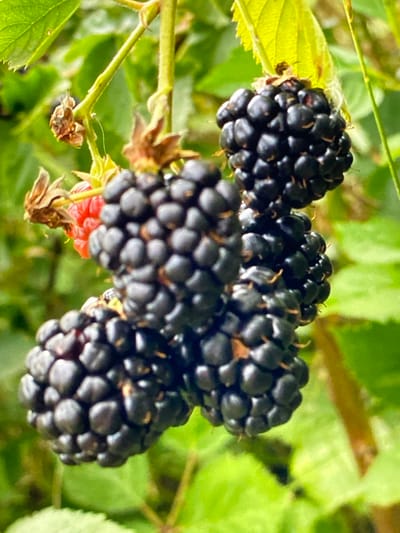 The image shows a close-up of a cluster of ripe blackberries hanging from a plant stem, with a single unripe red raspberry visible amongst them. The blackberries are dark purple to black and composed of many small drupelets. The leaves of the plant are green and appear slightly out of focus in the background. The overall lighting suggests an outdoor environment, likely a garden or natural setting. There is no indication of any specific location within Purkersdorf, Austria, or any people or actions depicted in the image.