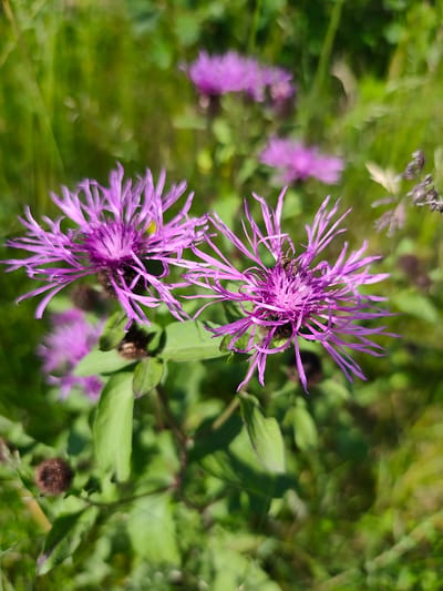 This is a close-up, vertical shot of two purple thistle-like flowers in a natural, outdoor setting. The flowers are in focus, with their spiky petals radiating outwards. A small insect is visible on the right-hand flower, near its center. The background consists of blurred green foliage and other out-of-focus purple flowers, suggesting a field or meadow. The lighting indicates it is daytime, likely sunny due to the bright illumination of the flowers and the dappled sunlight effect in the background. The overall scene is one of nature in bloom. The location is Mykulychyn, Ukraine.