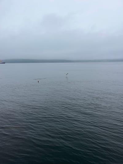 The image depicts a wide expanse of water under an overcast sky. In the distance, a tree-lined shore is visible, shrouded in fog. A ship is present on the far left of the frame. In the middle of the water, a person is partially submerged, with only their head and shoulders visible above the surface. A seagull is in flight in the middle right of the frame. The water exhibits gentle ripples. The location is the Bay of Sovetskaya Gavan', Russia.
