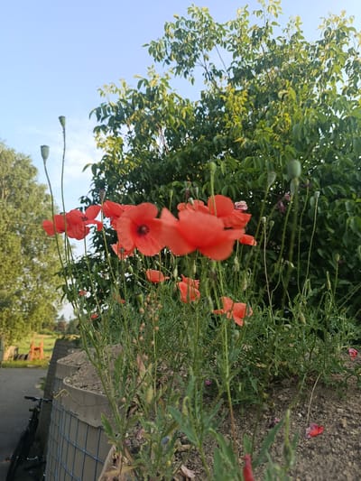 A close-up, eye-level shot captures a cluster of vibrant red poppy flowers in bloom. The flowers are in the foreground, with some in sharp focus and others slightly blurred. Their delicate petals are a striking contrast against the green foliage and stems. Behind the poppies, a lush green tree fills the upper right portion of the frame, its leaves catching the sunlight. To the left, a clear blue sky with a few wispy clouds dominates the upper left corner. The poppies are growing in raised planters made of concrete and wire mesh, suggesting an urban or cultivated environment. In the lower left corner, a bicycle is partially visible, leaning against a paved surface that appears to be a pathway or road. The background to the left includes more trees and hints of structures, possibly part of a park or residential area within Starokostiantyniv, Ukraine. The overall scene evokes a sense of nature thriving in an urban setting.