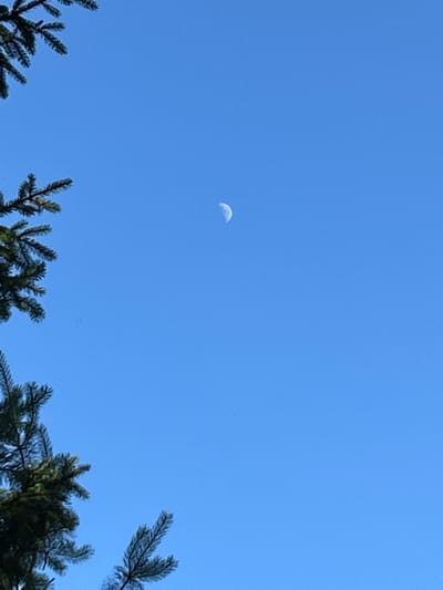 A crescent moon is visible in a clear blue sky. In the foreground, branches of a coniferous tree are in silhouette against the sky. The image appears to be taken from a low angle, looking up. The location is listed as Московский Литератор Снт, Russia.