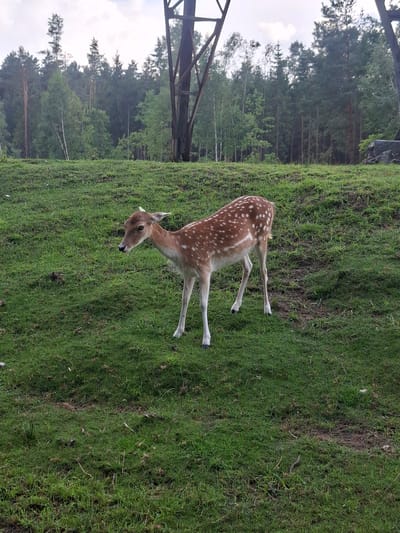 A young fallow deer with white spots on its reddish-brown coat stands in a grassy area in Karčiupis, Lithuania. The deer is facing to the left, with its head lowered and ears pricked. The background consists of a dense forest with various trees, and a portion of a tall, dark metal structure, possibly a pylon or part of an industrial facility. The ground is covered in green grass with some patches of bare earth. The sky is overcast.