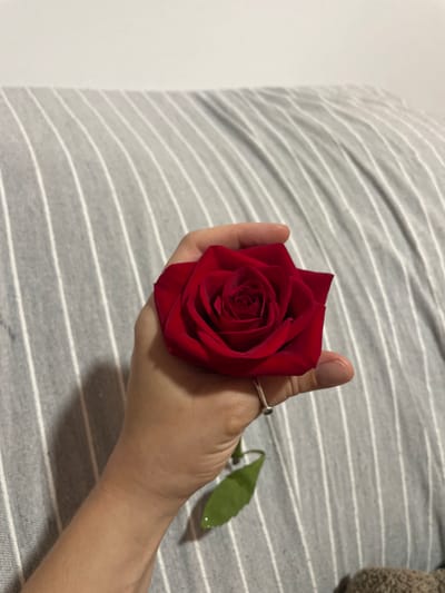 A close-up shot shows a hand holding a single, deep red rose. The rose is fully bloomed with its petals tightly wound in the center, and a single green leaf is visible towards the stem. A thin, silver ring with a small dark stone adorns the ring finger of the hand. The hand and rose are resting on a surface with a prominent pattern of thin, alternating grey and white stripes, possibly a bedspread or upholstery. In the background, to the right, a small portion of a fuzzy, brown textured object is visible, which could be a stuffed animal or a piece of clothing. The lighting suggests an indoor setting, likely during the day, as there are no strong shadows indicating artificial light, and the overall tone is soft. The image conveys a sense of intimacy and perhaps a romantic gesture due to the presence of the rose and ring. There is no visible text in the image.