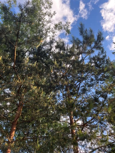 The image is a view looking up through the branches of trees, likely pines, with blue sky and white clouds visible in the background. The trees are dense, obscuring much of the sky. It is daytime, and the lighting suggests a sunny or partly cloudy day. Based on the provided information, the location is Bogdanikha, Russia.