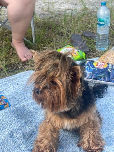 A Yorkshire Terrier dog with messy brown and black fur is lying on a blue, textured blanket. The dog is looking to the left of the frame. In the background, a person's bare leg and foot are visible, suggesting they are seated in a chair. There are several items scattered on the grass behind the dog, including a bottle of water, a pair of flip-flops, and bags of chips. The setting appears to be outdoors, possibly a park or picnic area, with grass and other vegetation. The overall scene suggests a casual outdoor gathering. The location of Noyabrsk, Russia, is not evident from the image itself.
