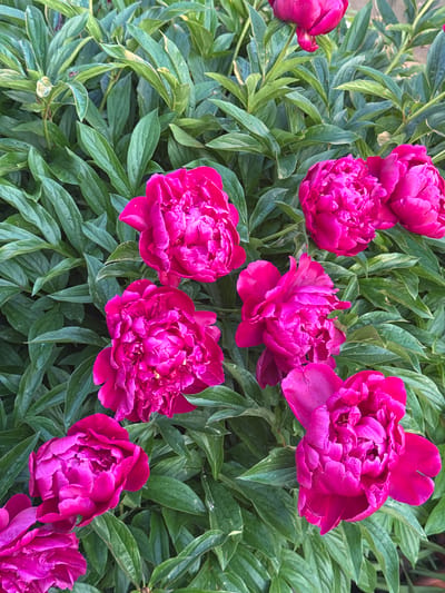 The image shows a close-up, eye-level view of several vibrant pink peony blossoms against a backdrop of lush, dark green foliage. The peonies are in various stages of bloom, with some fully open and others still developing. The petals are layered and ruffled, creating a rich texture. The leaves are broad and appear slightly wet, suggesting recent rain or dew. The overall impression is one of natural beauty and abundance. The scene is likely a garden or natural setting in the city of Mayak, Russia, given the context. No people are visible in the image.
