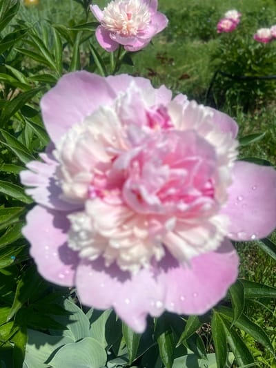 A close-up, slightly blurred shot captures a fully bloomed pink peony flower in the foreground, with its delicate petals glistening with water droplets. The flower is a vibrant mix of light and dark pink hues, with ruffled edges. Surrounding the peony are lush green leaves and blades of grass, some of which also show moisture. In the background, more peonies in shades of pink and white are visible, along with a green grassy lawn. The scene appears to be an outdoor garden setting, likely in the village of Kostiunino, Russia, given the information. No people or specific actions are depicted.