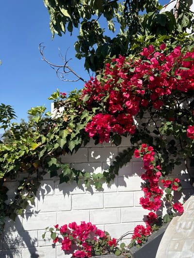 Red bougainvillea blossoms and green ivy cascade down a white, textured wall under a bright blue sky. The wall is built of stacked blocks, casting strong shadows. Leaves from a nearby tree frame the upper left corner. The composition is viewed from a low angle, looking up at the plants against the sky.