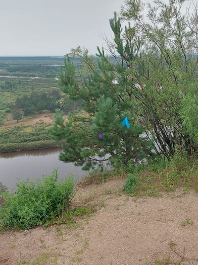 A landscape view overlooks a river and surrounding greenery under an overcast sky. In the foreground, a sandy path leads down towards the river bank, with lush green bushes growing along the edge. Two trees, a pine and a deciduous tree, are visible. The pine tree on the left has two small, colorful objects tied to its branches: one purple and one blue. The deciduous tree on the right is more full and bushy. The river appears calm, reflecting the muted sky. In the distance, the landscape consists of more trees and winding waterways. The overall scene is natural and tranquil. This location is identified as being in the vicinity of Novyi Byt, Russia.