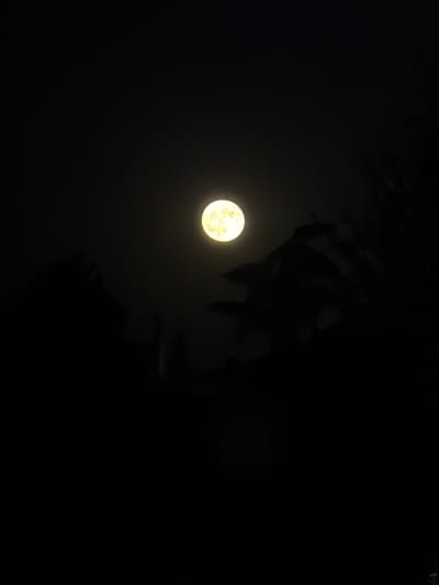The image depicts a full moon shining brightly against a dark night sky. Silhouetted against the moon are the dark shapes of trees and possibly some buildings, suggesting an outdoor scene. The moon is the dominant light source, casting a soft glow on its immediate surroundings. The overall impression is one of a peaceful, nocturnal landscape. The scene is set in the city of Vedrare, Bulgaria.
