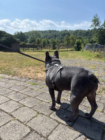 A dark-colored French bulldog wearing a gray harness stands on a paved patio, looking away from the camera towards a grassy field and a wooded hill under a clear blue sky with scattered white clouds. A black leash is attached to the harness and extends out of frame to the left. In the background, there is a rustic wooden building and a wooden fence. The lighting suggests it is a sunny day. The location is not identifiable as Walkenried, Germany based on visual cues.