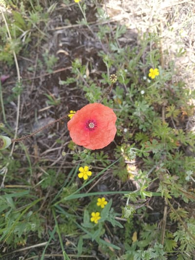 A close-up, high-angle shot captures a single vibrant orange poppy flower in a natural setting. The poppy is in full bloom, its delicate petals unfurling to reveal a dark, almost black, center with visible stamens. Surrounding the poppy are various elements of its environment. To the left of the poppy, a thin, thorny stem extends upwards, supporting a developing seed pod that is green and somewhat bulbous. In the background and scattered around the poppy, small yellow flowers with five petals are visible, adding to the floral diversity of the scene. Green foliage, appearing somewhat dry and sparse in places, forms the ground cover, with some areas showing loose soil and dry vegetation. The overall impression is of a wild, untamed natural space, possibly a field or meadow, bathed in natural light. The image does not contain any people or specific urban landmarks that would indicate a precise location within Berdychiv, Ukraine, beyond the general context of it being a natural scene within that region.
