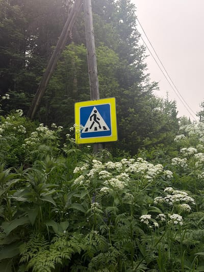 In Izvestkovyy, Russia, a pedestrian crossing sign is visible. The sign, featuring a blue triangle with a white border and a black silhouette of a person crossing, is mounted on a wooden post. This post is situated amidst dense green foliage and tall white wildflowers, suggesting a natural or semi-rural setting. A utility pole, also wooden, stands to the left of the sign, with electrical wires running overhead. The background is filled with evergreen trees, indicating a forest or wooded area. The sky is overcast, contributing to a slightly hazy and muted atmosphere. No people are present in the image.