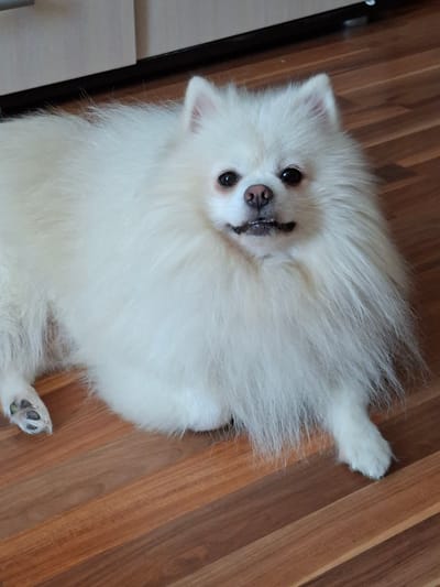 A white Pomeranian dog with a fluffy coat is lying down on a wooden floor. The dog is facing the camera with its mouth slightly open, showing its teeth. Its eyes are dark and attentive, and its nose is pink. The background consists of a light-colored cabinet or furniture. The floor is made of wooden planks with a reddish-brown hue. The overall setting appears to be indoors, likely in a residential environment. The image does not contain any specific landmarks or clues to pinpoint its location within Shakhty City District, Russia.