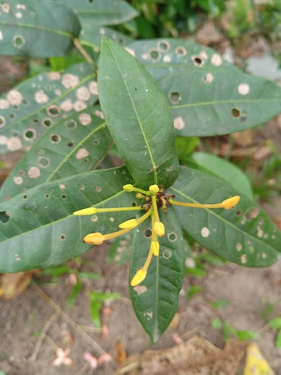 The image shows a plant with long, green leaves, some of which have holes and brown spots. There are clusters of yellow flower buds extending from the center of the plant. The ground is visible in the background, suggesting an outdoor setting. The location is Palohigeuh, Indonesia.
