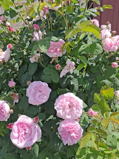 This media file captures a close-up view of a bush filled with numerous pink roses. The roses vary in their stage of bloom, with some appearing as tightly closed buds, others partially open, and several in full bloom. The petals are delicate and layered, in shades ranging from pale pink to a deeper rosy hue. Green leaves, some with a slightly bronzed edge, form a lush backdrop for the flowers. The lighting suggests it is daytime, with bright sunlight casting shadows and highlighting the textures of the petals and leaves.
The scene appears to be an outdoor garden setting, possibly a residential yard, given the glimpse of a wooden structure with vertical planks in the upper left corner, which might be part of a building or fence. The overall impression is one of natural beauty and tranquility, evoking a sense of a warm, sunny day. There is no visible text in the image. The context provided places this scene in Krolevets, Ukraine.