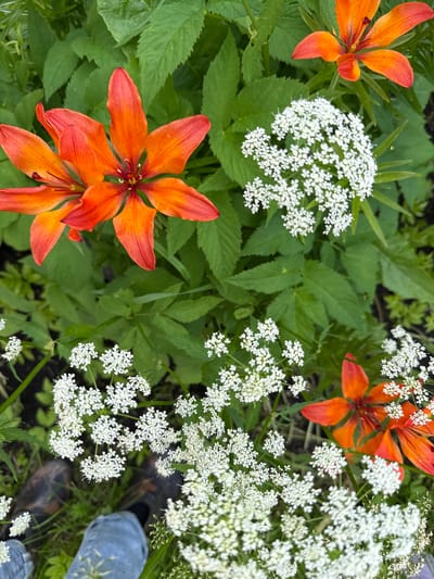 A close-up, top-down shot showcases a cluster of vibrant orange lilies interspersed with delicate white Queen Anne's lace flowers. The lilies, with their distinct six petals and prominent stamens, display shades of orange and red. The Queen Anne's lace forms frothy, umbrella-like clusters of tiny white florets. The background is filled with lush green foliage, indicating an outdoor setting, likely in a garden or natural area. A person's legs, clad in denim jeans and dark shoes, are visible in the lower left corner, suggesting the photo was taken from a standing position. The scene is situated in Большой Турыш, Russia.