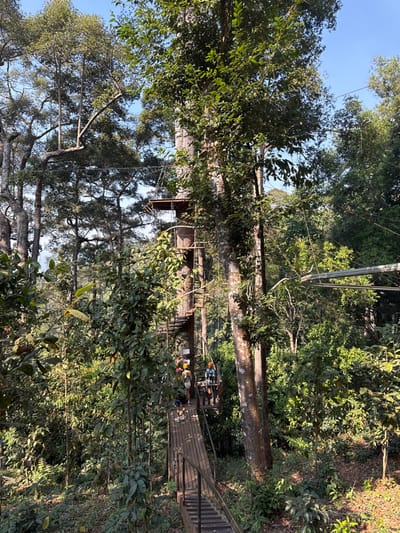 The image displays a treetop adventure course set within a dense tropical forest in Pa Miang, Thailand, under a clear blue sky. A prominent, large-diameter tree, centrally located to the right, features a dark metal spiral staircase ascending its trunk to an elevated platform. Below this, a secondary metal platform is visible, connected to a downward-sloping wooden walkway with metal railings that extends towards the foreground. Approximately three individuals are present on or near the lower platform and walkway. All are equipped with orange or yellow safety helmets and body harnesses, suggesting participation in the activity. Multiple steel cables, characteristic of a zipline system, are strung horizontally between various trees across the scene, with a prominent set visible in the mid-right. The forest floor is covered in foliage, and sunlight filters through the canopy.