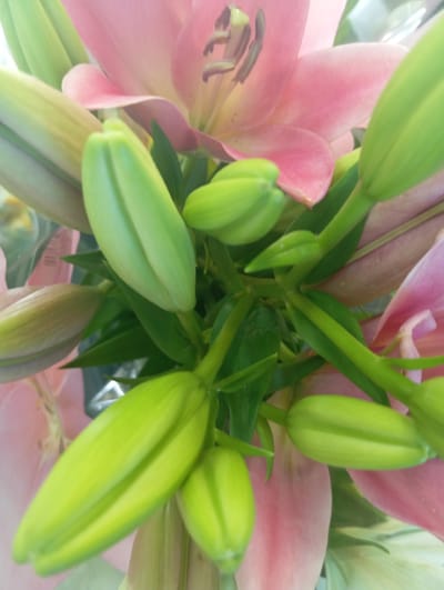 The image is a close-up, top-down view of a bouquet of pink lilies with green buds. The flowers and buds are the primary subjects, filling the frame. The petals of the pink lilies are soft and slightly translucent, with some showing a darker pink veining. The green buds are elongated and tightly closed. The background is blurred, but suggests a soft, diffused light. The image quality is slightly soft, with a shallow depth of field that blurs the background and emphasizes the lilies. There are no people, objects, or actions depicted in the image. There is no information in the image to suggest a location in Białystok, Poland or any other specific city.