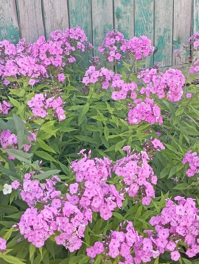 A medium shot captures a dense cluster of vibrant pink phlox flowers in bloom, set against a weathered, teal-painted wooden fence. The fence's planks are vertical and unevenly spaced, showing signs of age and peeling paint. The phlox flowers, arranged in large, conical clusters, are in sharp focus, with individual petals and buds clearly visible. Lush green foliage forms a dense backdrop and is interspersed among the flower clusters. The scene appears to be a garden or yard in Новокопылово, Russia, characterized by the rustic fence and abundant flowering plants. There are no people or animals present.