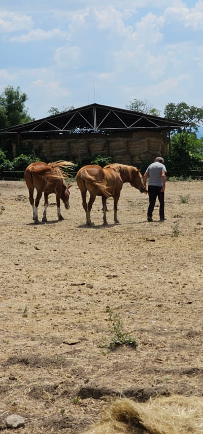 In the city of Konyavo, Bulgaria, a man in a grey t-shirt and dark pants stands in a dry, dusty field, interacting with two brown horses. One horse, positioned to the left, faces away from the viewer and appears to be grazing. The second horse, to the right, faces the man and lowers its head, possibly being fed or petted. In the background, a large, dark-roofed structure with an open-sided design is visible, supported by a metal frame. This structure appears to cover stacks of hay bales. Green trees and foliage surround the area. The sky is blue with scattered white clouds. The ground is covered with dry grass and some sparse vegetation.