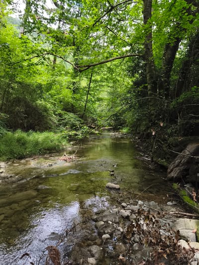 This media file captures a serene natural scene of a shallow, clear stream flowing through a lush, green forest. The stream bed is visible, lined with smooth, grey and brown stones, and the water reflects the surrounding foliage, creating a dappled, tranquil effect. Overhanging branches, thick with vibrant green leaves, form a canopy over the water, dappling the surface with shade.
On the left bank, tall, bright green grass grows thickly, leading up to the dense undergrowth and trees that make up the forest. The right bank is more rocky, with larger stones and exposed tree roots, some covered in moss. The forest appears dense and wild, with sunlight filtering through the leaves, suggesting it might be late morning or early afternoon. The overall mood is peaceful and natural, evoking a sense of quiet immersion in nature.
The location is identified as Markina-Xemein, Spain, which aligns with the verdant, temperate forest imagery. There are no people or specific objects, apart from natural elements like rocks, branches, and leaves, visible in the image. The scene is a static snapshot of a natural landscape.