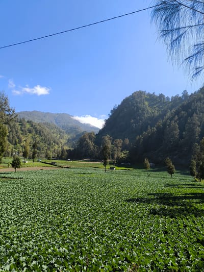 The image depicts a vast, green field of crops stretching across the foreground, with rolling hills and mountains covered in lush vegetation forming the backdrop. The sky is a clear, bright blue with a few wisps of white clouds. A thin black power line stretches diagonally across the upper portion of the frame. In the midground, several sparse trees dot the landscape, and a couple of small, simple structures are visible. The overall scene conveys a sense of rural tranquility and natural beauty. The location is identified as Ranupane, Indonesia.
