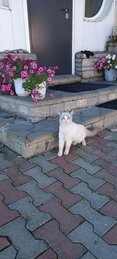 A fluffy white cat with blue eyes sits on a cobblestone pathway in front of a building with a dark gray door. The cat is positioned on the lower right side of the image, facing the camera. To the left of the cat, a concrete staircase leads up to the building. Two white pots filled with vibrant pink petunias are placed on the staircase. Beyond the staircase, the building's white exterior wall is visible, along with a dark gray door that has a silver handle and lock. Black gloves are resting on a stone ledge to the right of the door. The cobblestone pathway is made of interlocking red and gray pavers. The environment suggests an outdoor setting, likely a residential area or entrance.