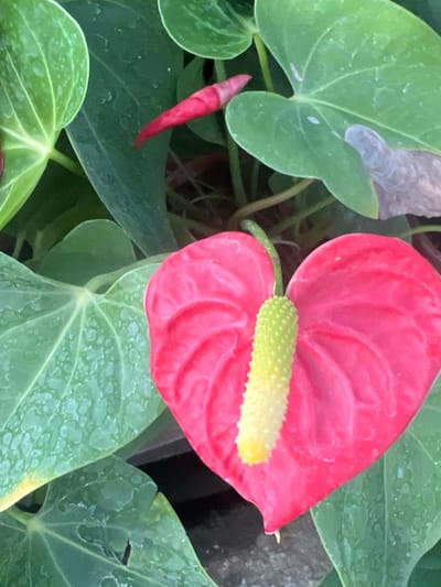 The image displays a close-up view of an Anthurium plant. The central subject is a vibrant red, heart-shaped spathe with a prominent, textured spadix. The spadix transitions in color from yellow at its base to light green at its apex. Surrounding this main flower are numerous large, green, cordate leaves, some exhibiting small white spots or droplets on their surfaces. A smaller, developing red spadix is partially visible in the upper left section of the frame, nestled among the leaves. The background is dark and indistinct, suggesting dense foliage or a shaded environment, with dark brown elements possibly indicating soil or a planter. No human subjects, actions, or interactions are present. The image does not contain any discernible features or metadata to specify its location within the city of Santa Rosa, Argentina.