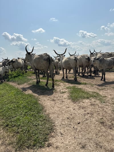 A herd of light-colored cattle with large horns stands on a dirt path in an outdoor setting. The cattle are mostly facing away from the camera or to the side, with some looking towards the viewer. The ground is a mix of dirt and sparse green grass. In the background, more cattle are visible, and the sky is blue with scattered white clouds. The image appears to be taken in a rural area, possibly near Dobeli, Nigeria.