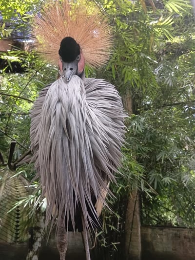 A close-up, eye-level shot features a Grey Crowned Crane with its distinctive golden crest and fluffy grey neck feathers. The bird is perched, looking directly at the camera with its head slightly tilted. The background consists of lush green bamboo foliage and some man-made structures, suggesting an outdoor enclosure possibly within a zoo or sanctuary. The lighting is bright, with sunlight dappling through the leaves. The image does not depict any specific location within the city of Chang Phueak Subdistrict, Thailand.