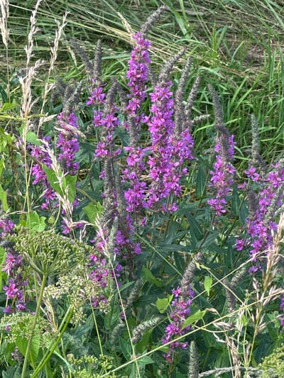 The image depicts a dense cluster of purple flowering plants, likely Lythrum salicaria (Purple Loosestrife), surrounded by tall green grass and some dried stalks of grain. The flowers are in various stages of bloom, with some fully open and others still in bud. The plants have long, slender leaves and upright spikes of flowers. In the foreground, to the left, are lighter green, feathery seed heads of another plant. The overall scene is one of wild growth, characteristic of a meadow or roadside verge in Biczyce Dolne, Poland, during the summer blooming season. No people or animals are visible.
