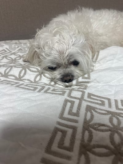 A small, white dog with shaggy fur peeks out from under a white blanket with a gray geometric pattern. The dog's face is visible, with dark eyes and a black nose. The dog appears to be lying down, with its body mostly hidden by the blanket. The blanket is draped over the dog, covering its head and upper body. The background is a neutral gray surface, possibly a bed or a sofa. The lighting is soft and diffused, suggesting an indoor setting. The overall mood is calm and peaceful, with the dog appearing comfortable and relaxed. The image was likely taken in Kumertau, Russia. There is no visible text in the image.