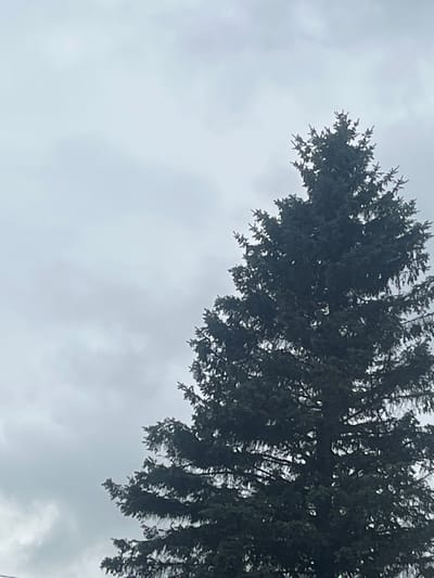 This media file is a photograph taken from a low angle, looking up at the sky and the branches of a dense evergreen tree, likely a spruce or fir, due to the characteristic needle shape and branching pattern. The tree occupies the upper right portion of the frame, its dark green foliage a stark contrast against a predominantly overcast sky. The sky itself is a soft, diffused grey, suggesting a cloudy or possibly misty day. There are no people or man-made objects visible in the frame, focusing solely on the natural elements of the tree and the sky. The lighting is even and muted, indicating it is likely daytime, but the overcast conditions prevent strong shadows or direct sunlight. The composition creates a sense of looking up into the canopy of the tree, with the vast expanse of the sky as a backdrop. No text is visible in the image. The setting appears to be a natural or semi-natural environment, possibly a forest, park, or garden, consistent with the location context of Volokolamsk, Russia, which is known for its natural landscapes.