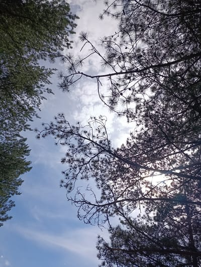 The image is a low-angle shot looking up at the sky through pine trees, with the sun shining through the branches. The sky is blue with scattered white clouds. The pine needles are dark green and sparse, creating a lacy silhouette against the sky. The branches are dark brown and twisted, with some visible pinecones. The scene appears to be in a natural outdoor setting, likely a forest or park. There are no people or animals visible in the image.