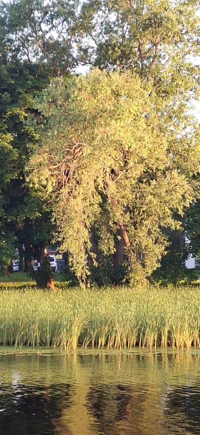 The image depicts a serene waterscape with lush green reeds lining the foreground, bordering a body of water that reflects the trees and sky. Behind the reeds, a large, leafy tree with a thick trunk and gnarled branches dominates the mid-ground, its leaves bathed in warm, golden sunlight. In the distance, beyond the tree, is a glimpse of what appears to be a parking area with white vehicles, suggesting proximity to a developed area. The overall impression is of a natural setting near an urban environment, possibly in Pärnu linn, Estonia, given the distinctive vegetation and lighting. The water is calm, with subtle ripples disturbing the surface.