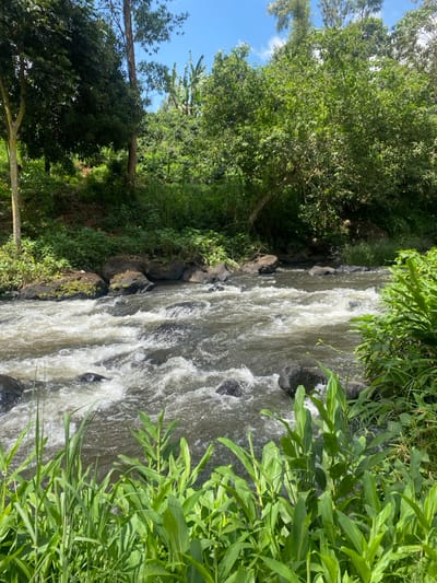 This image captures a segment of a fast-flowing river in Kianyaga, Kenya, under a clear blue sky with minimal cloud cover. The river's dark water is agitated by numerous submerged and partially exposed dark rocks, creating extensive white rapids and foam that indicate a swift current. Both banks are densely vegetated. The immediate foreground on the right consists of vibrant green grasses and broad-leafed plants. The opposing bank presents a steep, heavily wooded slope featuring various trees and lush foliage, with banana plants identifiable towards the top-left section. No individuals or artificial structures are discernible within the frame.