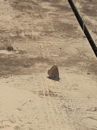 A small, brown butterfly with black spots rests on a rough, light-colored textured surface. The butterfly's wings are partially closed, and its antennae are visible. The background surface appears to be a wall or similar structure, with visible imperfections and variations in texture and color, suggesting age or weathering. A dark, linear object runs diagonally across the top left portion of the image, possibly a wire or pipe. The overall lighting suggests daytime, but the specific time of day and weather conditions are not discernible. There is no visible text in the image. The scene is a close-up, static shot, focusing on the butterfly and its immediate surroundings.